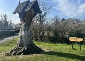 Tree of Imagination